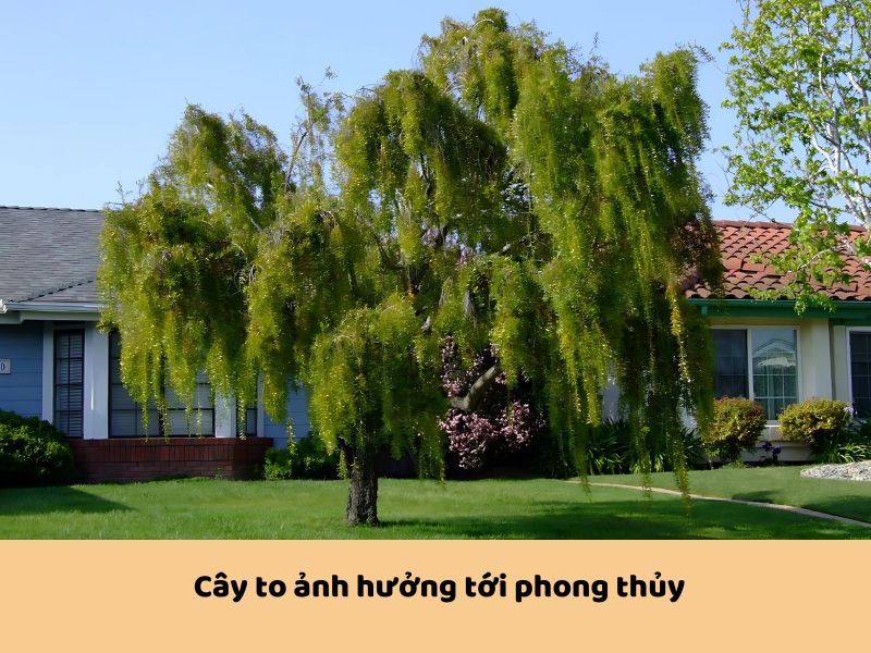 Cây to gây ảnh hưởng lớn tới phong thủy của ngôi nhà