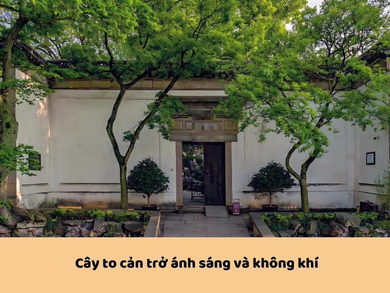 Cây to gây cản Trở Ánh Sáng và Không Khí