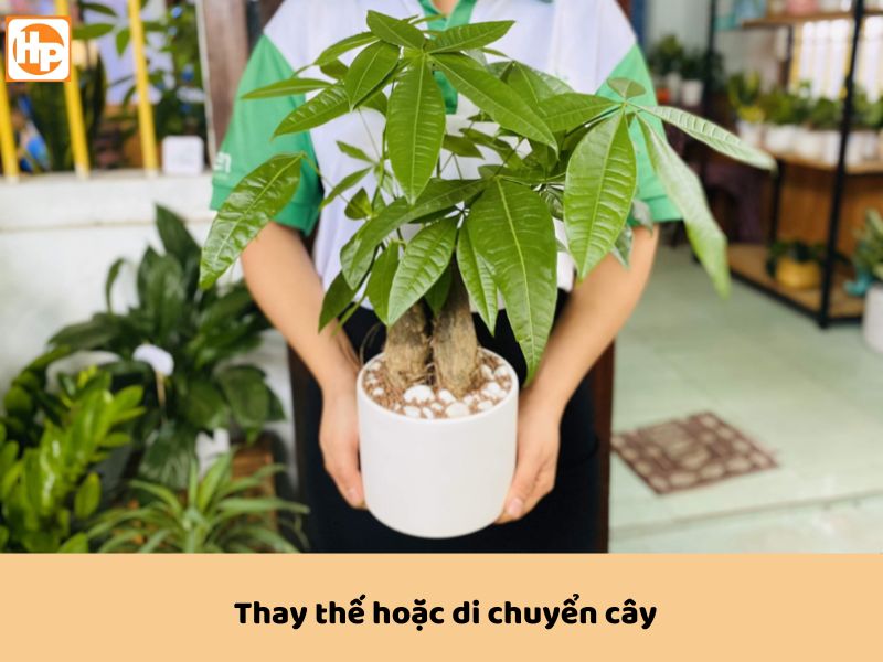 Có thể di chuyển hoặc thay thế cây to để đem lại phong thủy tốt hơn